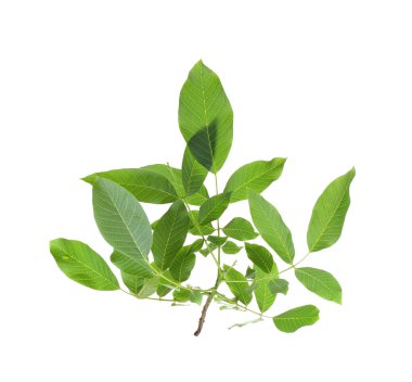Yeşil yapraklı ağaç dalı