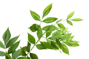 Yeşil yapraklı ağaç dalı