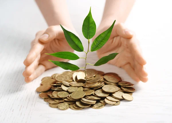 Plant sprouting from a  coins — Stock Photo, Image