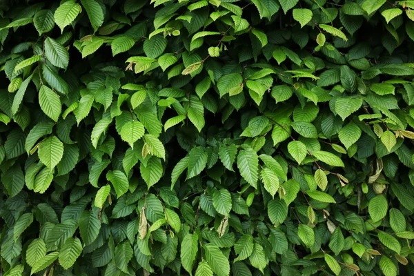 Grüne Blätter Hintergrund — Stockfoto