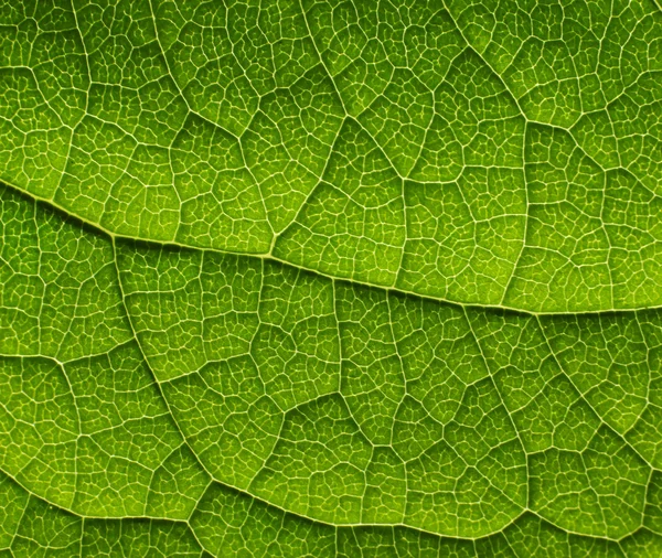 Textura de uma folha verde — Fotografia de Stock