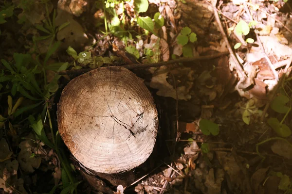 Сечение ствола дерева — стоковое фото