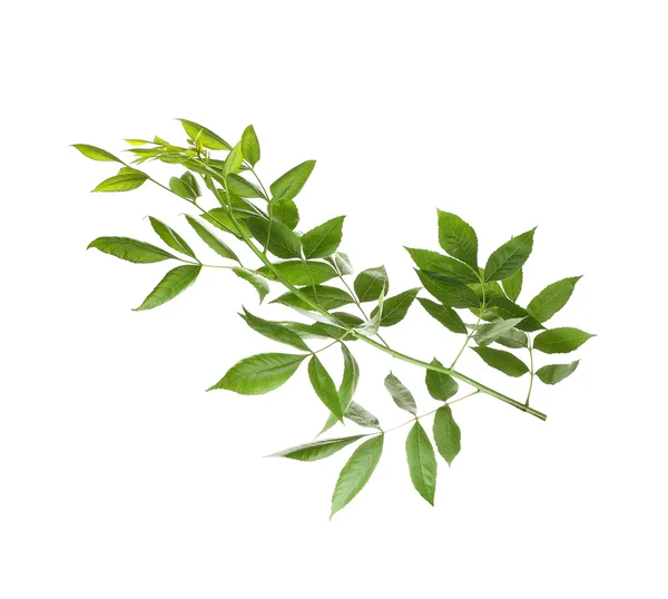 Zöld levelű faág — Stock Fotó