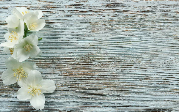 Świeże kwiaty jaśminu — Zdjęcie stockowe
