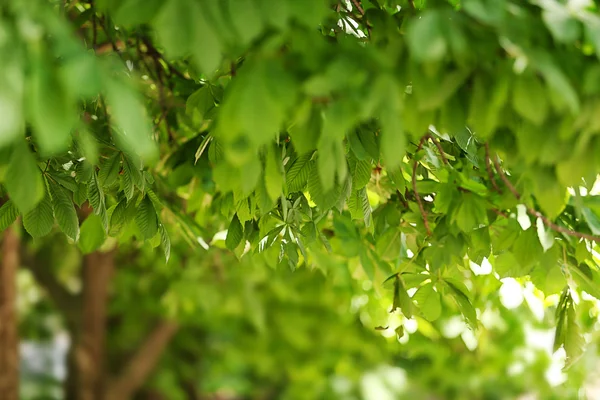 Tree branches with leaves — Stock Photo, Image