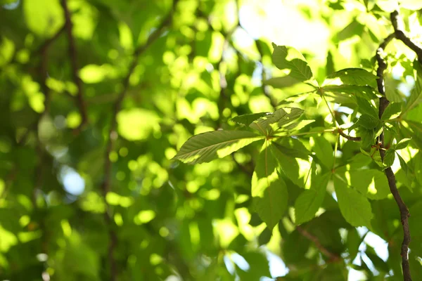 Ramas de árboles con hojas — Foto de Stock