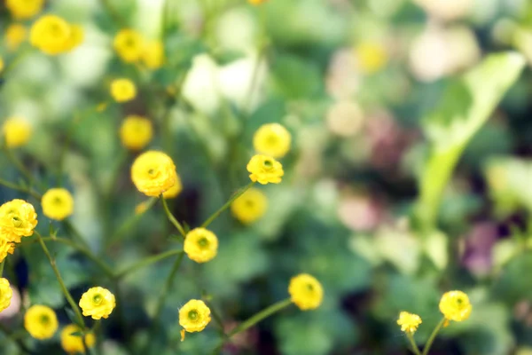 Mooie gele bloemen — Stockfoto