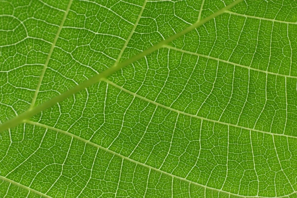 Texture of a green leaf Stock Photo