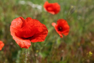 güzel haşhaş çiçekleri 