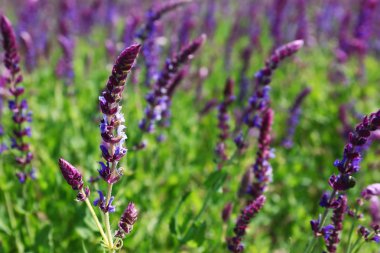 kır çiçekleri alan