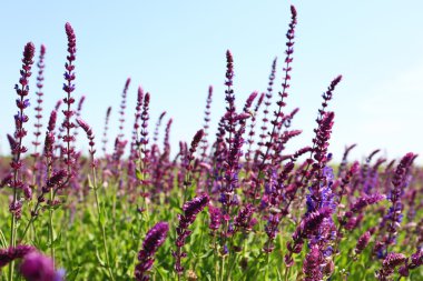 kır çiçekleri alan