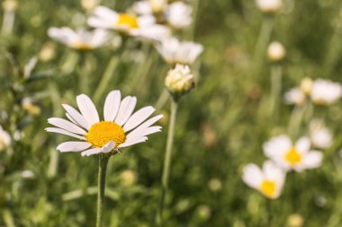 yeşil çim ve chamomiles