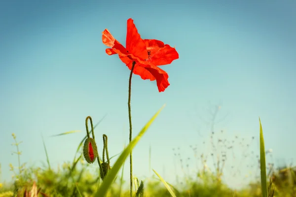 Gyönyörű pipacs virágok — Stock Fotó
