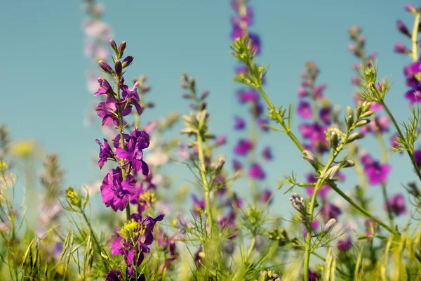 Wilde bloemen veld — Stockfoto