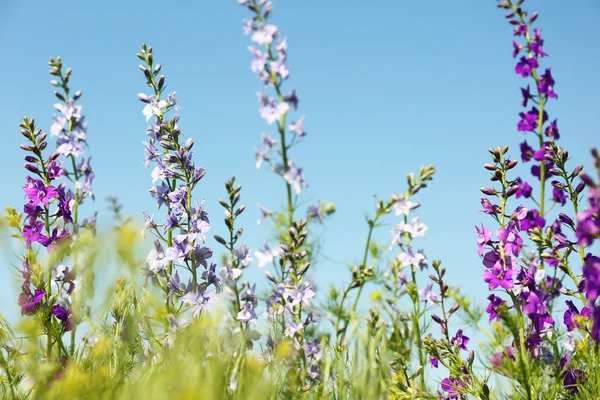 Campo de flores silvestres — Foto de Stock