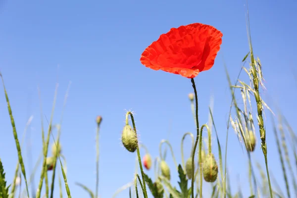 Lindas flores de papoula — Fotografia de Stock