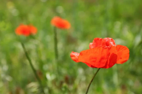 Vackra vallmo blommor — Stockfoto