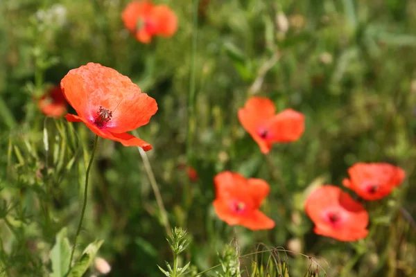 Bellissimi fiori di papavero — Foto Stock