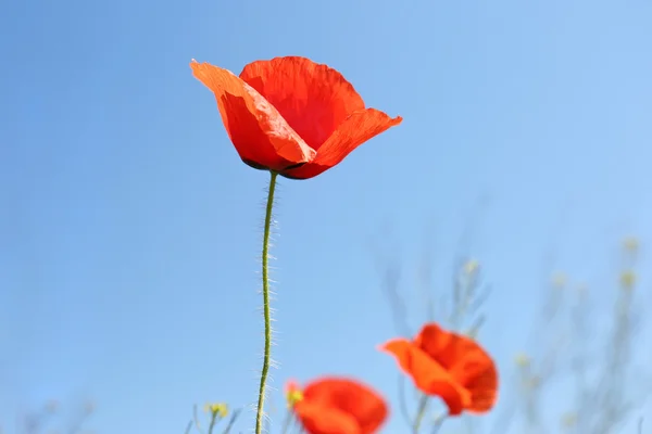 Bellissimi fiori di papavero — Foto Stock