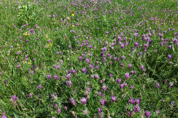 Campo de flores silvestres —  Fotos de Stock