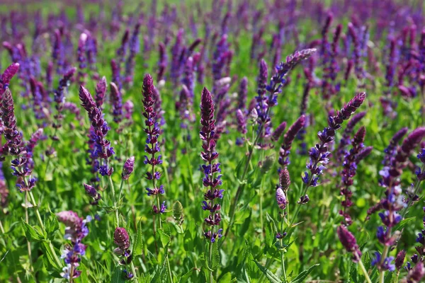 Wild flowers field — Stock Photo, Image