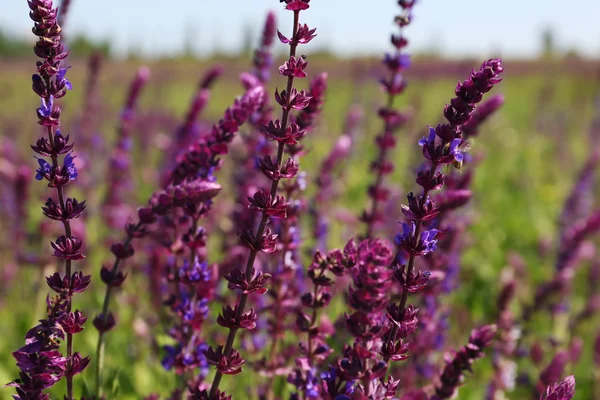 Wild flowers field — Stock Photo, Image