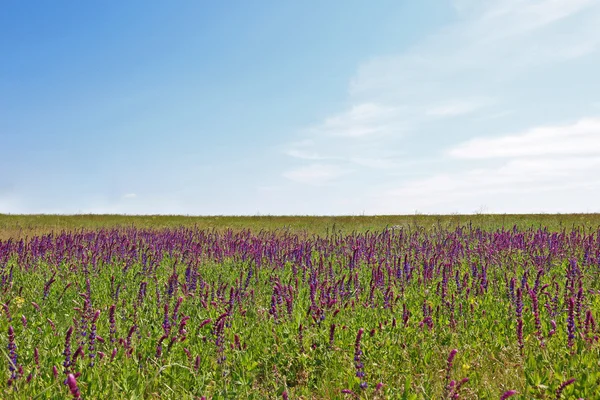 Wildblumenfeld — Stockfoto