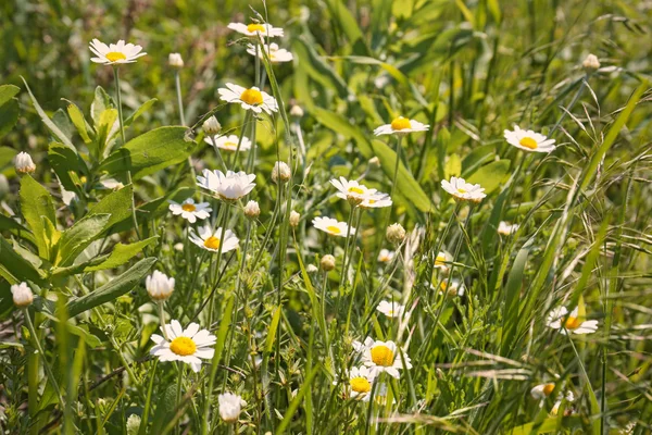 Green grass and chamomiles — Stock Photo, Image