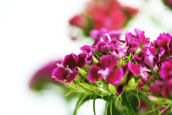 Bellissimi fiori di prato — Foto Stock