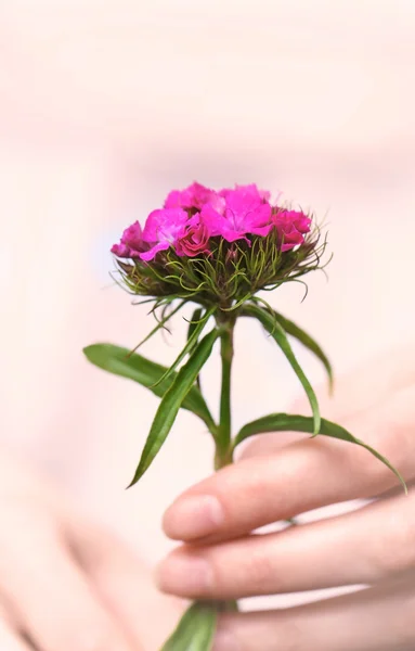 草原の花を持って女の子 — ストック写真