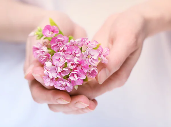 草原の花の花束 — ストック写真