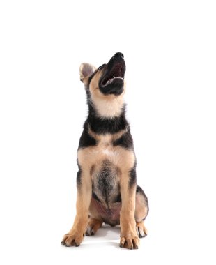 Sevimli köpek, üzerinde beyaz izole