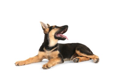 Sevimli köpek, üzerinde beyaz izole