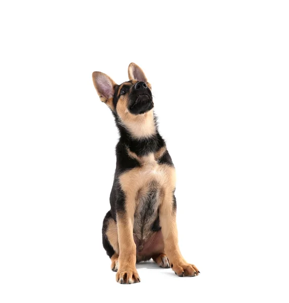 Cão bonito, isolado em branco — Fotografia de Stock