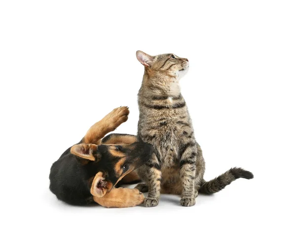 Cane carino e gatto isolato — Foto Stock