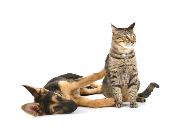 Söt hund och katt isolerade — Stockfoto