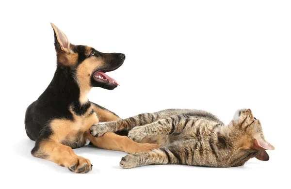 Söt hund och katt isolerade — Stockfoto