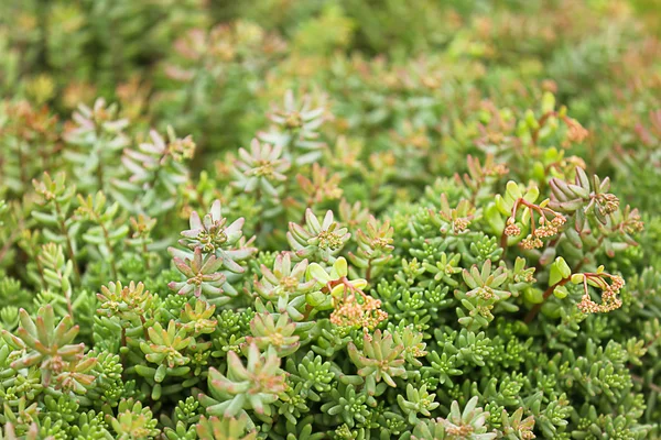 Arbusto salvaje verde — Foto de Stock