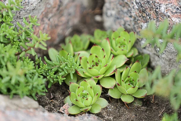 Plante verte entre les rochers — Photo