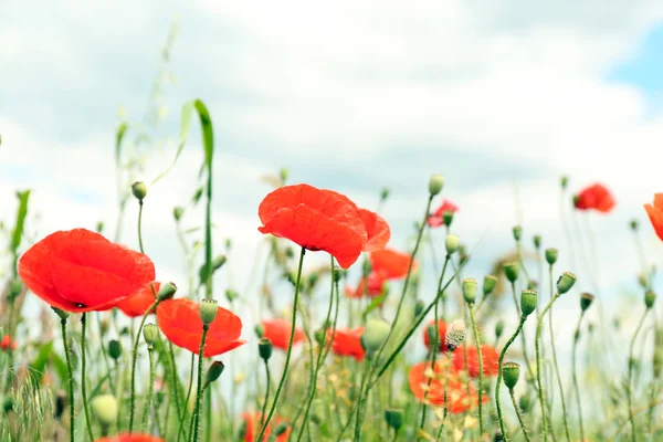 Hermosas amapolas rojas salvajes — Foto de Stock