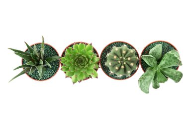 succulents ve kaktüs tencere 