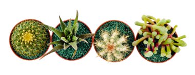 succulents ve kaktüs tencere 