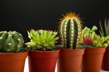 succulents and cactus in pots  clipart