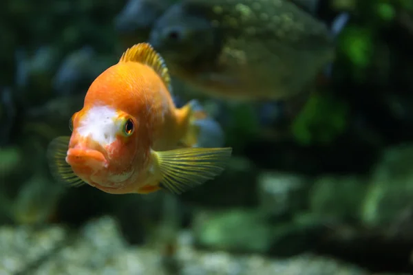 Hermosos peces en el oceanario —  Fotos de Stock