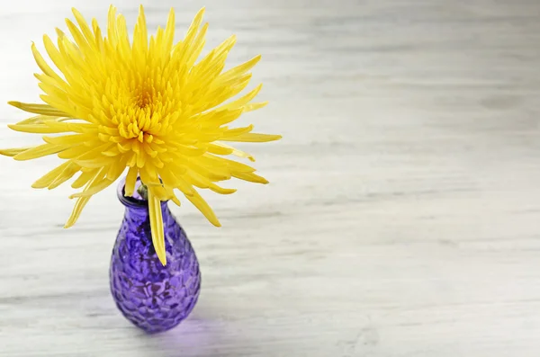 Yellow chrysanthemum in vase — Stock Photo, Image