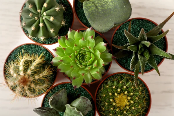 Diferentes suculentas y cactus en macetas, top viewsuculents y cactus en macetas —  Fotos de Stock
