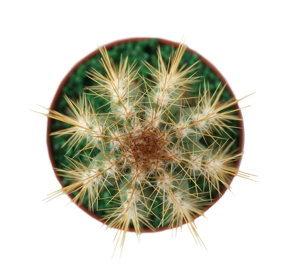 Otthoni Virágtartó kaktusz — Stock Fotó