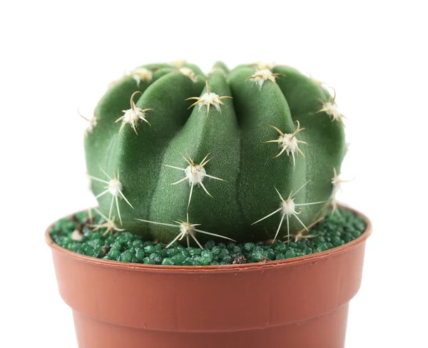 Home cactus in flowerpot — Stock Photo, Image