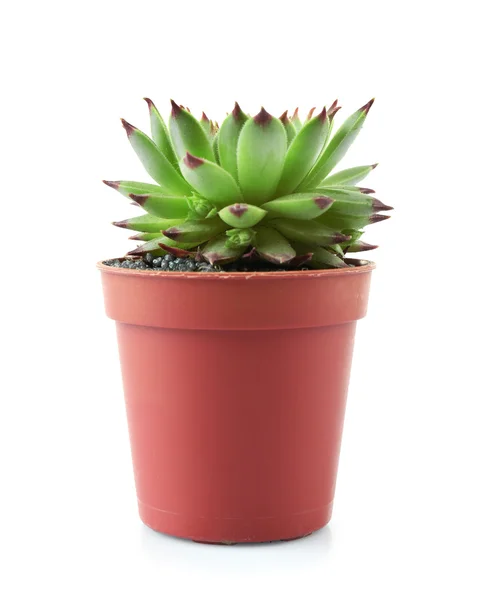 Fresh Succulent in flowerpot — Stock Photo, Image