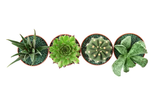 Succulents ve kaktüs tencere — Stok fotoğraf